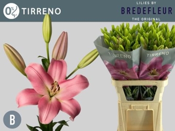 Lilium La Tirreno 90cm 4/5bl