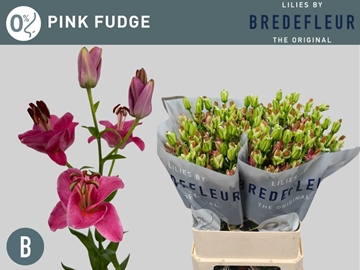 Li La Pink Fudge 80cm 3/5bl
