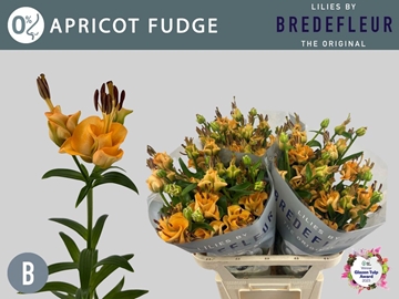 Lilium La Apricot Fudge 70cm 2/4bl