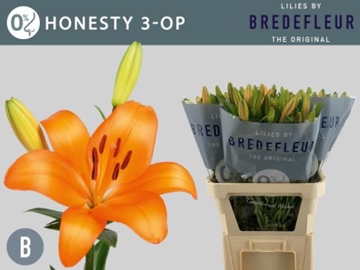 Lilium La Honesty 80cm 3/5bl