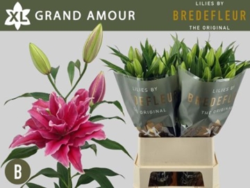Li Or Du Grand Amour 95cm 4/5bl