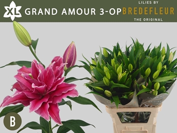 Li Or Du Grand Amour 90cm 3/5bl