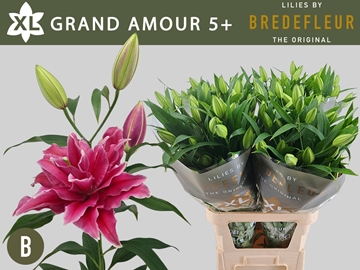 Li Or Du Grand Amour 100cm 5/7bl