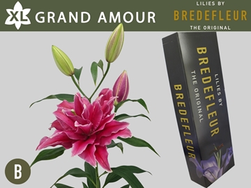 Li Or Du Grand Amour 100cm 5/7bl