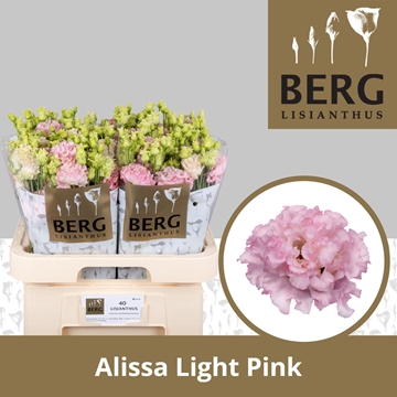 Lisianthus Double Alissa Light Pink 70cm