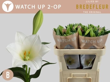 Lilium Lf Watch Up 90cm 2/4bl