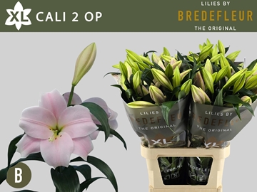 Lilium Lo Fredo 100cm 2/4bl