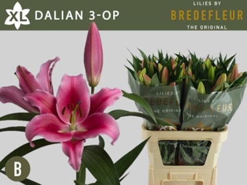 Lilium Ot Dalian 80cm 3/5bl