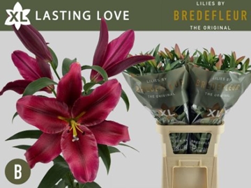 Li Ot Lasting Love 100cm 5/7bl