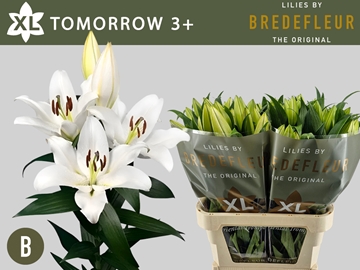 Lilium Ot Tomorrow 90cm 3/5bl