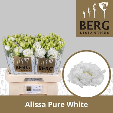Lisianthus Double Alissa Pure White 70cm
