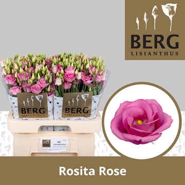 Lisianthus Double Rosita Pink 70cm