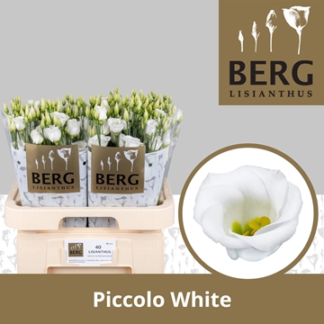 Lisianthus Single Piccolo White 70cm