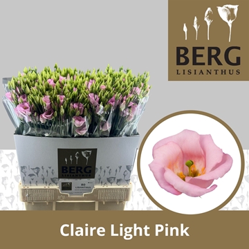 Lisianthus Single Claire L Pink 70cm