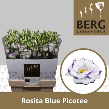 Lisianthus Double Rosita Blue Picotee 70cm