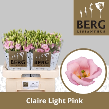 Lisianthus Single Claire L Pink 70cm