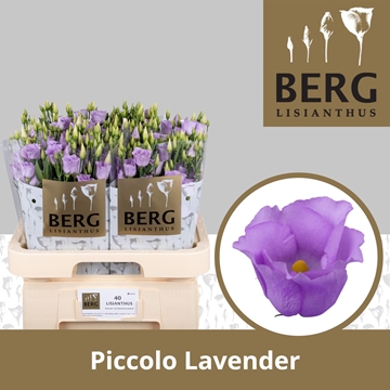 Lisianthus Single Piccolo Lavender 70cm