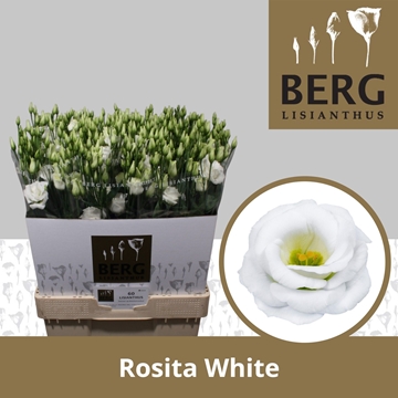 Lisianthus Double Rosita White 70cm