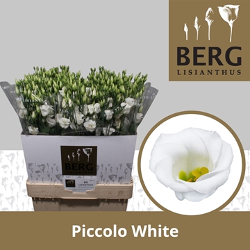 Lisianthus Single Piccolo White 70cm