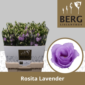 Lisianthus Double Rosita Lavender 70cm