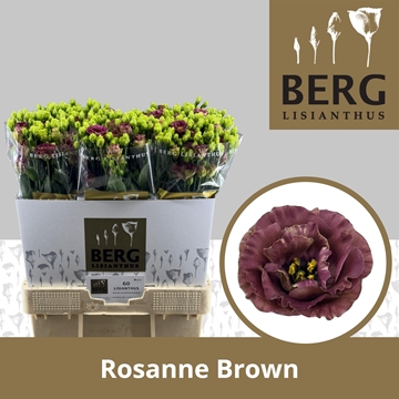 Lisianthus Double Rosanne Deep Brown 70cm
