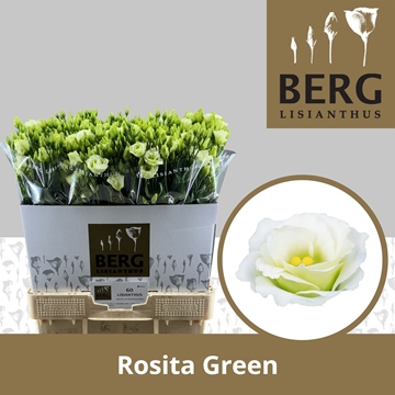 Lisianthus Double Rosita Green 70cm