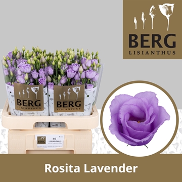 Lisianthus Double Rosita Lavender 70cm