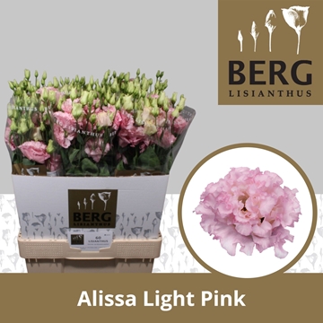 Lisianthus Double Alissa Light Pink 70cm