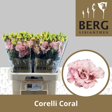 Lisianthus Double Corelli Coral 70cm