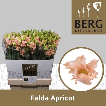 Lisianthus Single Falda Apricot 70cm