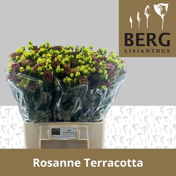 Lisianthus Double Rosan Terracota 60cm