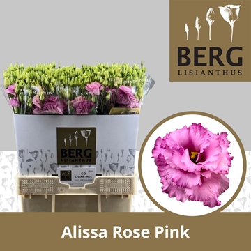 Lisianthus Double Alissa Rose Pi 70cm