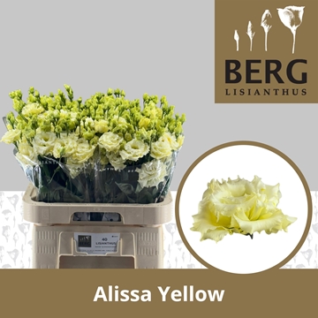 Lisianthus Double Alissa Yellow 70cm