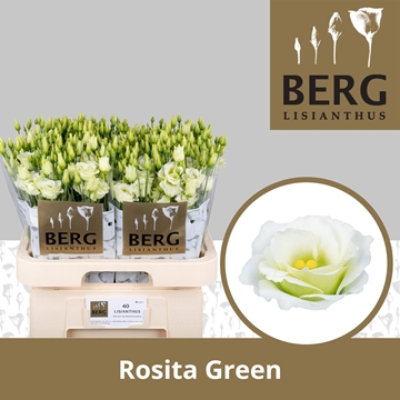 Lisianthus Double Rosita Green 70cm