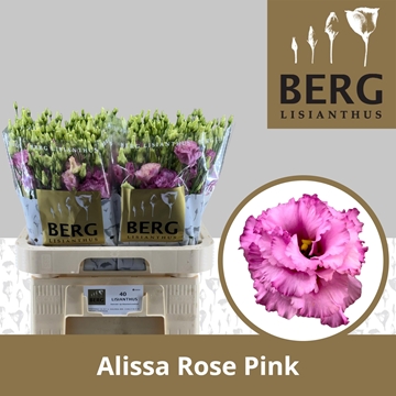 Lisianthus Double Alissa Rose Pi 70cm