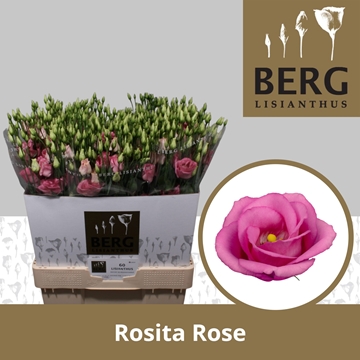Lisianthus Double Rosita Pink 70cm