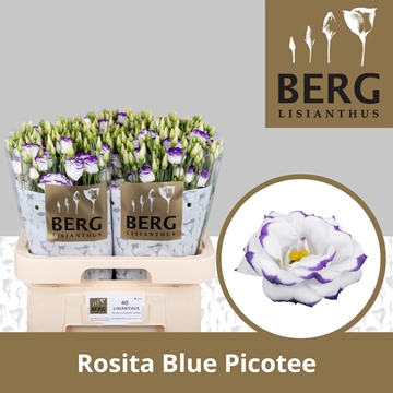 Lisianthus Double Rosita Blue Picotee 70cm