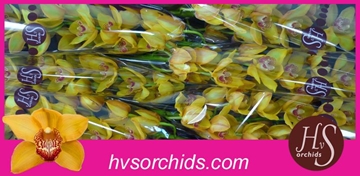 Cymbidium Esther 80 Cm - 12/15bl