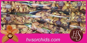 Cymbidium Charly Brown 60 Cm - 8/11bl