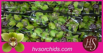 Cymbidium Robin Hood 60 Cm - 8/11bl