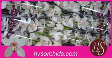 Cymbidium Mrs Sugar Lee 80 Cm - 12/15bl