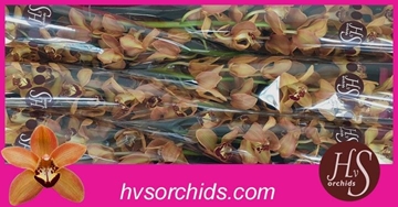 Cymbidium Charly Brown 60 Cm - 8/11bl