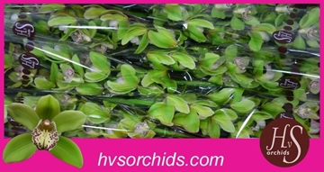 Cymbidium Hans 80 Cm - 12/15bl