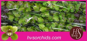 Cymbidium Robin Hood 80 Cm - 12/15bl