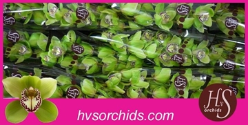 Cymbidium Robin Hood 50 Cm - 5/8bl