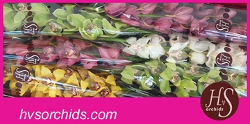 Cymbidium Asst 13bl
