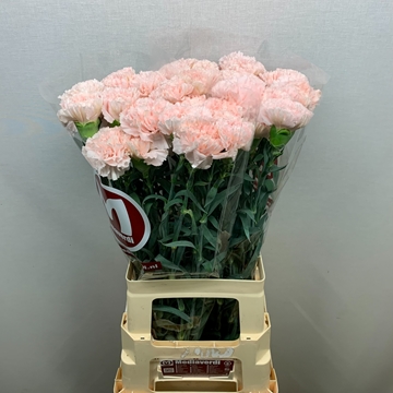 Dianthus St Hanoi 60cm