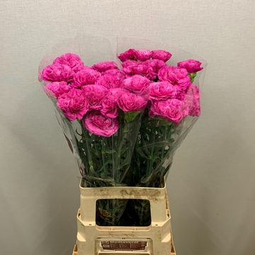 Dianthus St Haiku 60cm