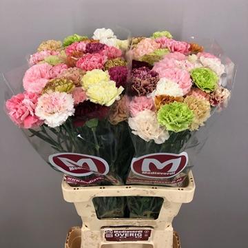 Dianthus St Mixed In Bunch 60cm