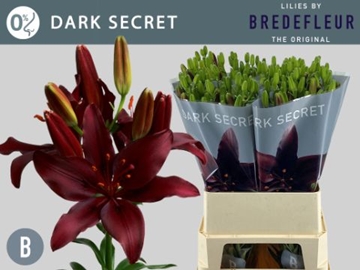 Lilium As Dark Secret 90cm 5/7bl